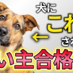 【徹底解説】犬が本当の飼い主と認めた人に見せる仕草11選