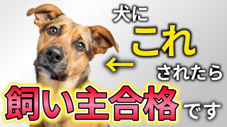 【徹底解説】犬が本当の飼い主と認めた人に見せる仕草11選