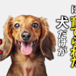 愛情深い人に育てられた犬だけが見せる行動11選