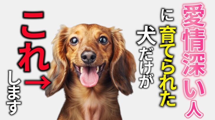 愛情深い人に育てられた犬だけが見せる行動11選