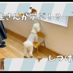 【飼い主さんが学ぶしつけ教室：12回目】トイプードル – Mugi –