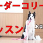 【公開・しつけ教室】実はうちの子たち出来ないんです〜教え方のセンスだね、決して犬は悪くない【ボーダーコリー3姉妹】撮影の苦労もほんの少しお見せします