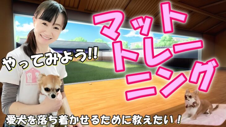 【犬のしつけ】愛犬を落ち着かせるために教えたい！ マットトレーニングの教え方3ステップ