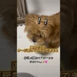 生後3ヶ月でも出来るもん🐶#トイレしつけ #マルプー#トイプードル#ティーカッププードル#犬#愛犬#ペット#わんこ#犬のいる暮らし#いぬ#maltipoo#dog#puppy#toypoodle