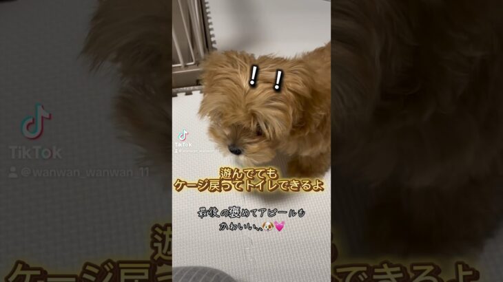 生後3ヶ月でも出来るもん🐶#トイレしつけ #マルプー#トイプードル#ティーカッププードル#犬#愛犬#ペット#わんこ#犬のいる暮らし#いぬ#maltipoo#dog#puppy#toypoodle