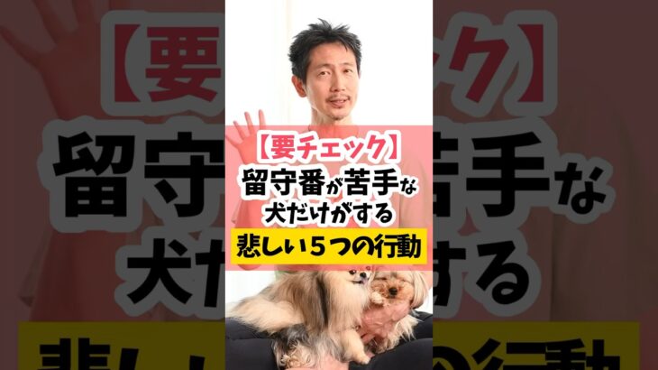 留守番が苦手な犬だけがする悲しい行動5つ#犬のしつけ #犬のいる暮らし #dog