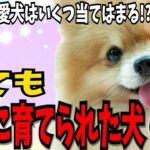 【とても大切に育てられた犬の特徴6】我が子同様 とても大切に育てられた犬がする 特別の仕草や行動！！  #犬のしつけ #犬の健康