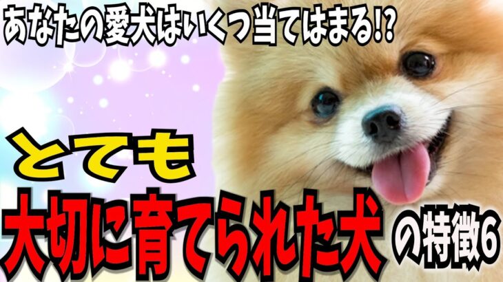 【とても大切に育てられた犬の特徴6】我が子同様 とても大切に育てられた犬がする 特別の仕草や行動！！  #犬のしつけ #犬の健康