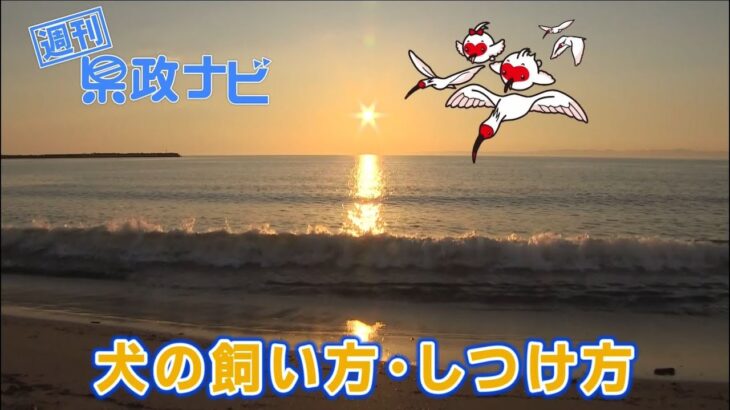 犬の飼い方・しつけ方｜週刊 県政ナビ 令和6年6月2日放送