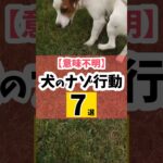 【意味不明】犬のナゾ行動7選#犬のしつけ #犬のいる暮らし #dog