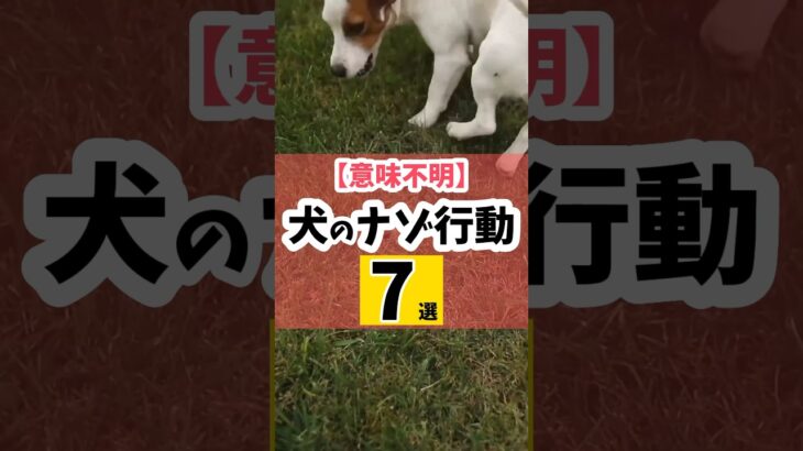 【意味不明】犬のナゾ行動7選#犬のしつけ #犬のいる暮らし #dog