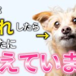 【保存版】犬があなたに話しかけている見逃せない仕草8選