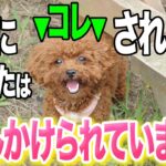 【犬しつけ】犬がこの仕草をしたら、あなたに話しかけています。【仕草9選&犬が喜ぶ行動も解説】