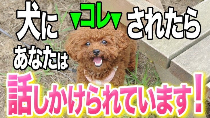 【犬しつけ】犬がこの仕草をしたら、あなたに話しかけています。【仕草9選&犬が喜ぶ行動も解説】