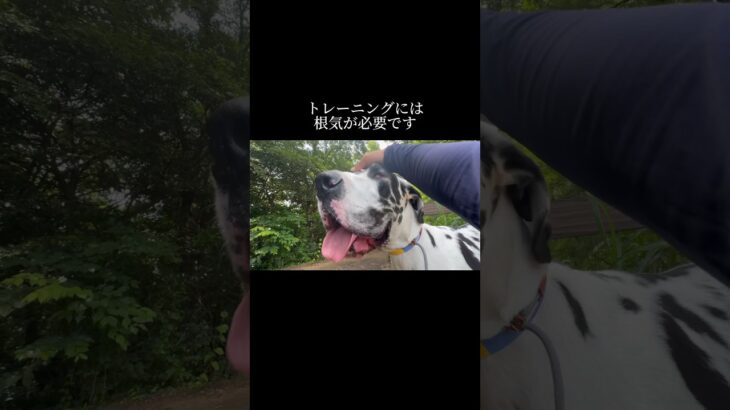 Dog Libreは、犬種・年齢で断ることはありません #犬のしつけ #シェパード #グレートデン