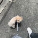 MIX犬の”ジャムちゃん”と”散歩トレーニング”！