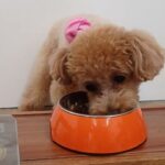 犬の幼稚園 Merlotちゃんとトレーニング