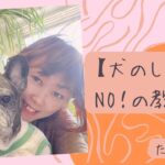 【犬のしつけ、NO！の教え方