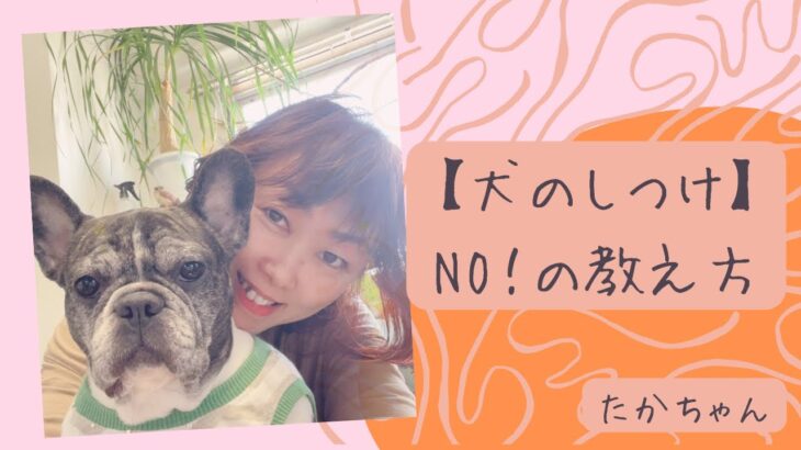 【犬のしつけ、NO！の教え方