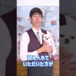 Q:犬猫の同居をする時の気を付けるポイントってありますか？#dogtraining #dogshorts #質問