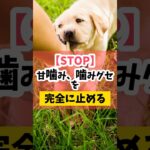 【STOP！】愛犬の甘噛み、噛みグセを確実に止める！#犬のしつけ #dog #犬のいる暮らし