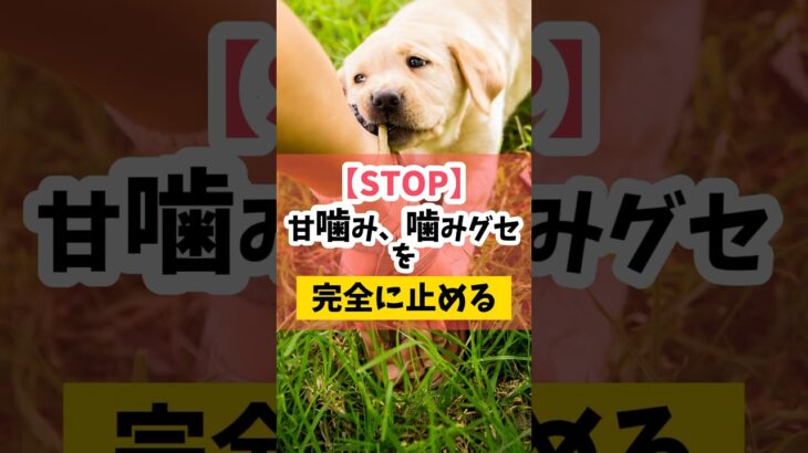 【STOP！】愛犬の甘噛み、噛みグセを確実に止める！#犬のしつけ #dog #犬のいる暮らし