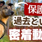 【成長Vlog✨】犬恐怖症の保護犬と🇸🇪しつけ教室でトラウマ克服？🐶頑張る姿に感動💕