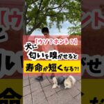 「ウソ？ホント？】犬に匂いも嗅がせると寿命が短くなるの？！#犬のしつけ #dog #犬のいる暮らし