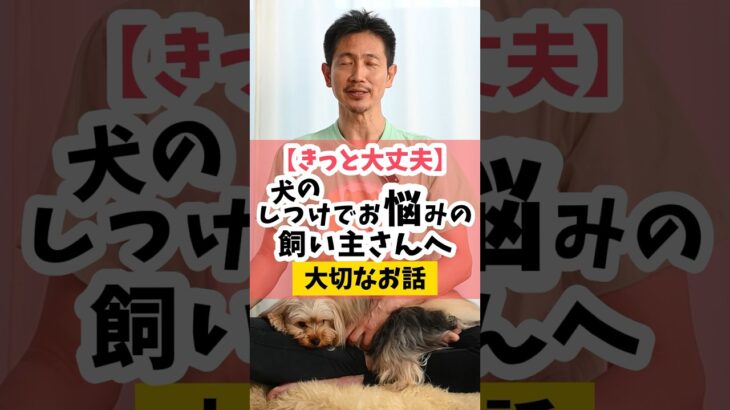 【きっと大丈夫】犬のしつけで心が折れそうな飼い主さんへ#犬のしつけ #dog #犬のいる暮らし