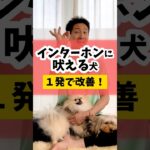 インターフォンに吠える犬を一発で改善！#犬のしつけ #dog #吠える