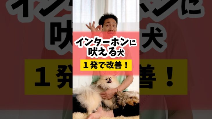 インターフォンに吠える犬を一発で改善！#犬のしつけ #dog #吠える