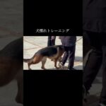 継続が大切です #doglibre #ネコいぬワイドショー #犬のしつけ #シェパード