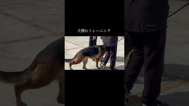 継続が大切です #doglibre #ネコいぬワイドショー #犬のしつけ #シェパード