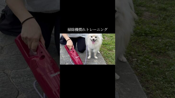 向き合うことが大切 #doglibre #ドッグトレーニング #犬のしつけ