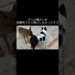 どんな経験をさせるかは飼い主次第 #doglibre #犬のしつけ #シェパード #ボーダーコリー