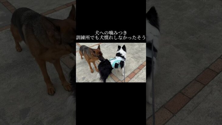 どんな経験をさせるかは飼い主次第 #doglibre #犬のしつけ #シェパード #ボーダーコリー