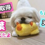 天才犬誕生⁉︎新技も見てね#dog#pekingese#しつけ