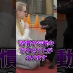 わんこのしつけ間違ってない？#dogs #short  #犬のしつけ　#犬　#子犬　#犬とおねえさん　#犬のいる暮らし　#狗  #Anjing #Perros #الكلاب #หมา　#トレーニング