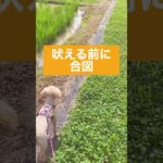 【ドッグトレーニング】犬の行動を変えるコツ #ドッグトレーナー#犬のトレーニング #犬のしつけ #いぬのきもち #犬吠える #dogtraining #マルプー #お散歩トレーニング #shorts