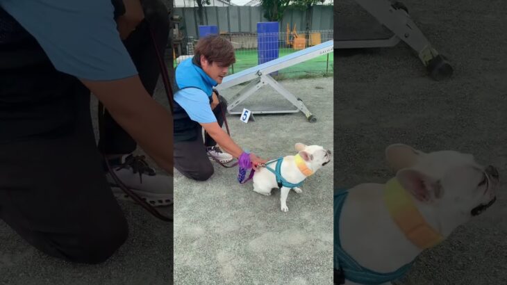 本日の #犬の保育園field_u でのみんなの様子です🧐 #いぬのいる暮らし #犬の保育園#犬のしつけ教室#ドッグトレーニング#犬#いぬばか#犬との暮らし