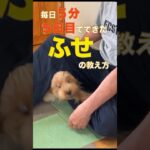 我が家のふせの教え方。#マルプー　#shorts  #ミックス犬　#かわいい犬  #しつけ