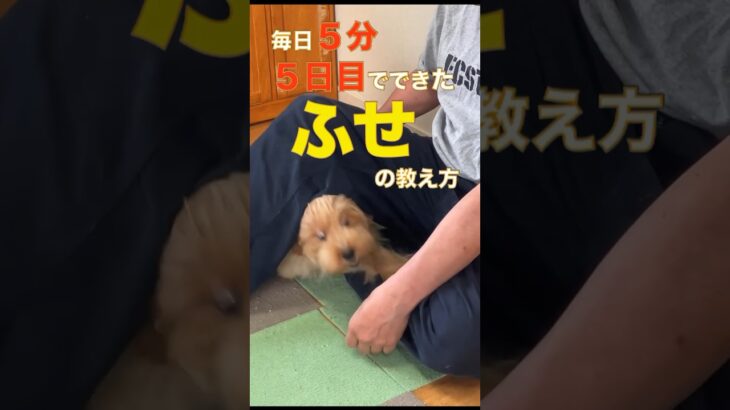 我が家のふせの教え方。#マルプー　#shorts  #ミックス犬　#かわいい犬  #しつけ