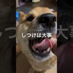 犬にしつけが必要な理由 #shorts #柴犬