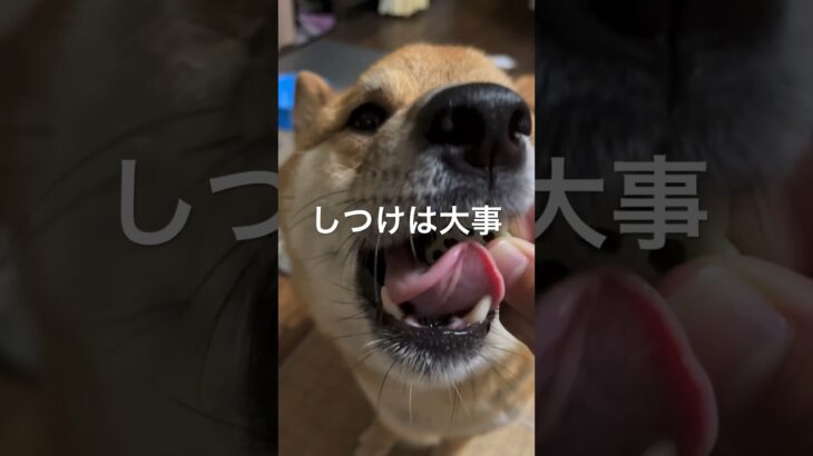 犬にしつけが必要な理由 #shorts #柴犬