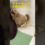 初めてのマナーウェア。#マルプー　#shorts   #ミックス犬　#かわいい犬  #しつけ