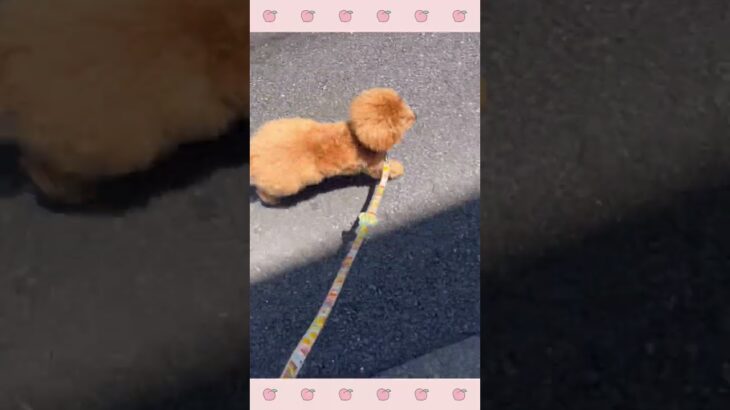 ＃犬のようちえん　＃犬のほいくえん　＃犬お泊りトレーニング　　#子犬しつけ  #しつけ教室 　#プードル ＃犬のしつけ　#shorts 　#パピートレーニング