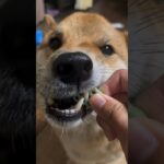 しつけが如何に大事か分かる犬動画 #shorts