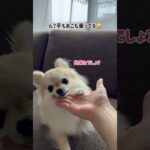 愛犬が新技披露！？#shorts #ポメチワ #きなちゃんねる #小型犬 #smalldog #ミックス犬 #しつけ