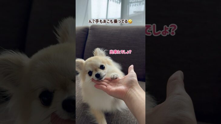 愛犬が新技披露！？#shorts #ポメチワ #きなちゃんねる #小型犬 #smalldog #ミックス犬 #しつけ