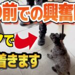 【犬しつけ】扉の前の興奮コントロールするにはこのトレーニング。これさえすれば落ち着きます。【プロ直伝】